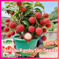 100% Original 10pcs Fresh Bonsai Rambutan Tree Seeds for Sale Dwarf Rambutan Tree Plant Seeds for Planting Fruits Edible Rambutan Fruit Seeds Tropical Rambutan Seedlings Garden Indoor Potted Rambutan Live Plant Fruit Bearing Tree Seeds Fast Growing Trees