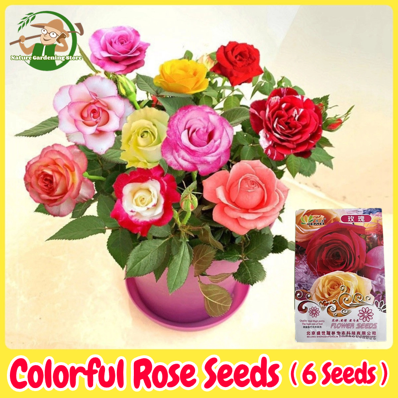 เมล็ดพันธุ์ ดอกกุหลาบ บอนสี คละสี บรรจุ 6 เมล็ด Bonsai Colorful Rose Seeds Flower Seed เมล็ดกุหลาบ เมล็ดดอกไม้ พันธุ์ดอกไม้ บอนสีราคาถูก เมล็ดบอนสี ต้นไม้มงคล บอนสี ดอกไม้จริง ไม้ประดับ เมล็ดพันธุ์พืช ดอกไม้ปลูกสวยๆ แต่งบ้านและสวน ปลูกง่าย อัตรางอกสูง ราคา 38 บาท*ส่งฟรี