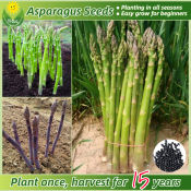 100% Legit Fresh Organic Asparagus Seeds for Planting Asparagus Vegetable Seeds for Gardening Bonsai Vegetable Plant Seeds Growing Vegetables On Balcony Potted Live Vegetable Plants Seedlings Easy To Grow Plants buto ng halaman