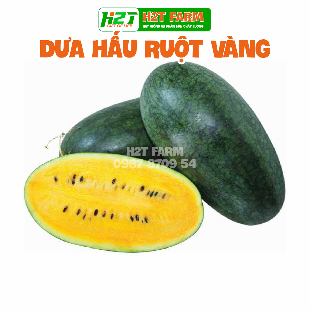 Hạt giống dưa hấu ruột vàng - h2t farm