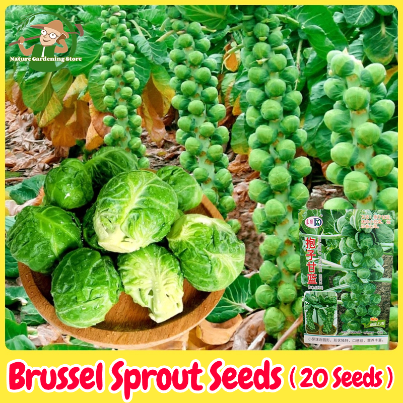 เมล็ดพันธุ์ กะหล่ำดาว บรรจุ 20 เมล็ด Brussels Sprouts Seed Organic Vegetable Seeds for Planting เมล็ดกะหล่ำบรัสเซลส์ F1 เมล็ดพันธุ์แท้ OP เมล็ดผักสวนครัว เมล็ดพันธุ์ผัก บอนไซ ผักสวนครัว ปลูกผัก ผักออร์แกนิก พันธุ์ผัก เมล็ดผัก ปลูกได้ตลอดปี เมล็ดงอกสูง ราคา 38 บาท*ส่งฟรี