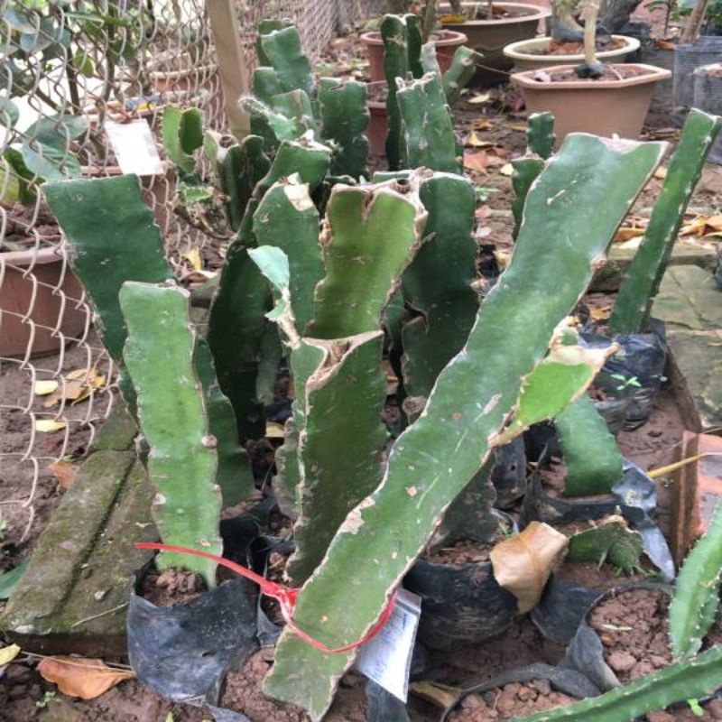 4 cây giống thanh long ruột trắng có bầu đất