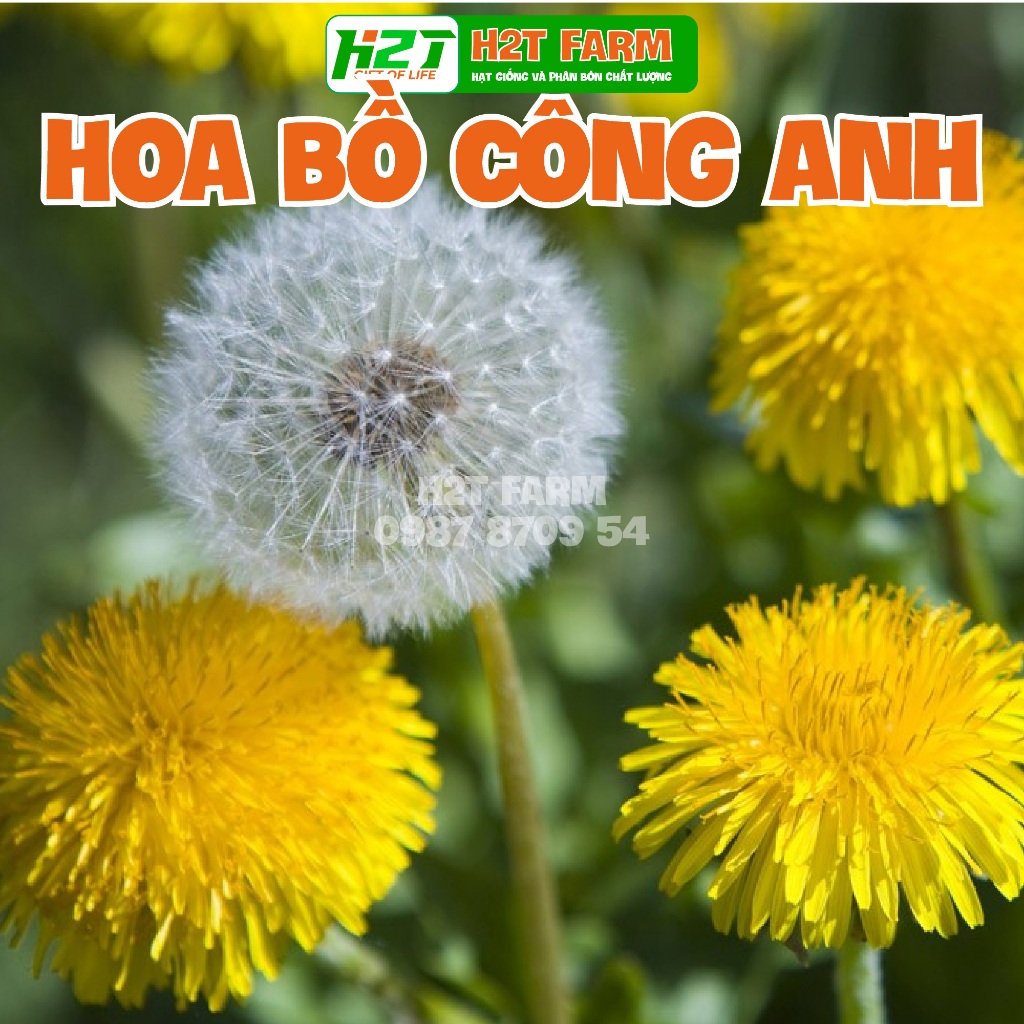 Hạt giống rau bồ công anh, hoa bồ công anh - h2t farm