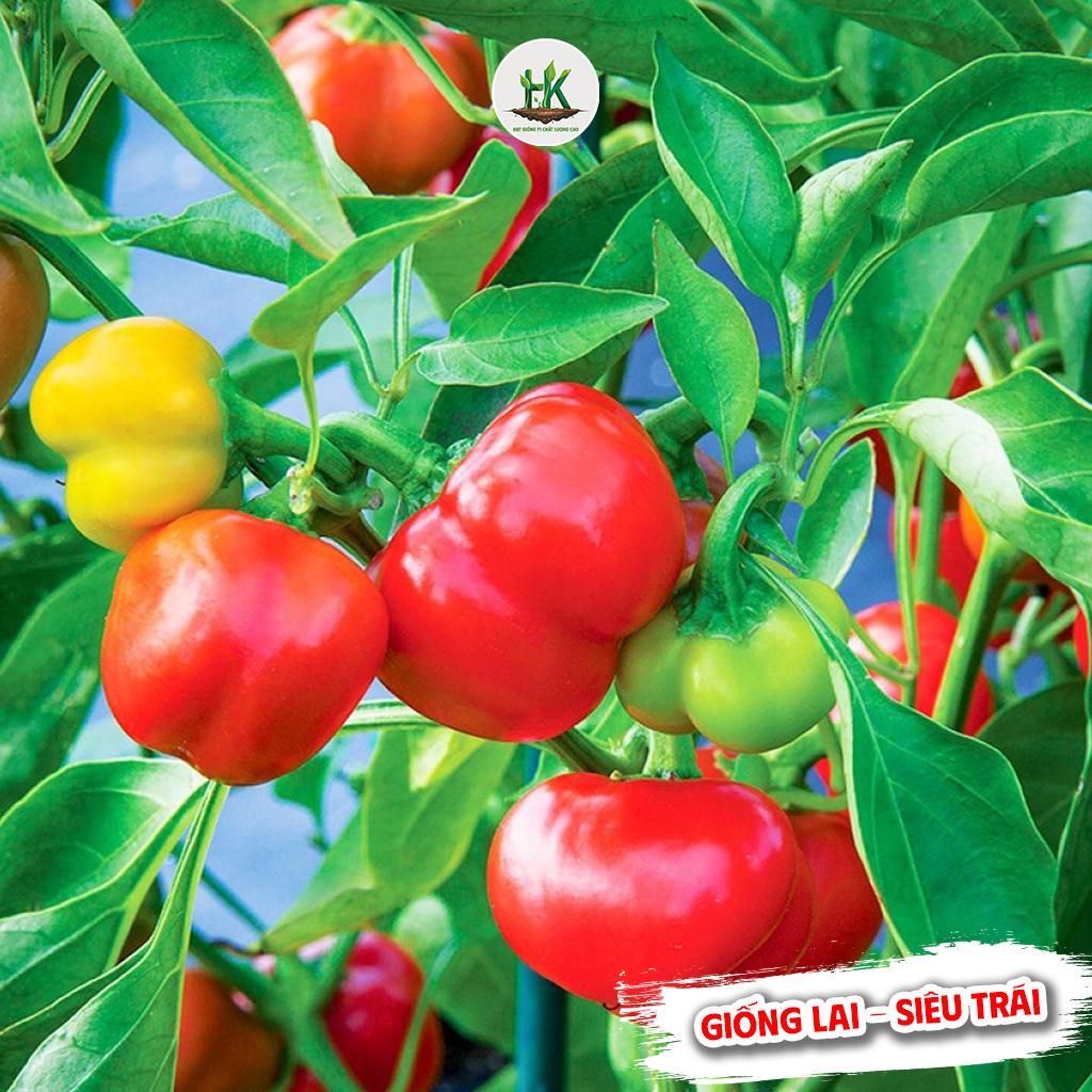 Hạt giống Ớt Chuông F1 Siêu Trái ăn giòn, ngọt, giàu dinh dưỡng, trồng quanh năm - HK SEEDS