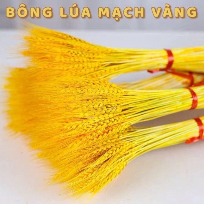 Bó hoa lúa mạch vàng hàng lᴏại 1 100 bông decor trang trí nhà cửa
