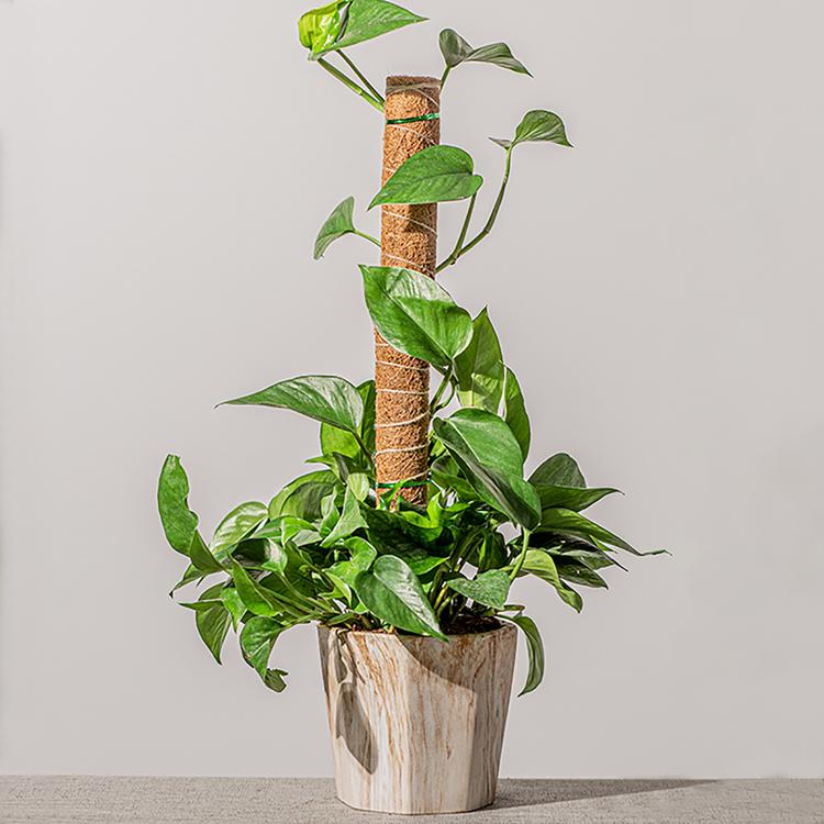 Cọc cây rêu Cọc cây rêu tự nhiên Huấn luyện cây leo trong nhà để phát triển lên trên Coco Coir Totem Cọc Nhà trong chậu Lưới mắt cáo cho cây Monstera trendy