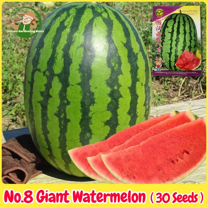 เมล็ดพันธุ์แตงโมยักษ์ เนื้อสีแดง หวานสุดๆ 30เมล็ด No.8 Giant Watermelon Seed Fruit Seeds for Planting เมล็ดแตงโมยักษ์ เมล็ดพันธุ์ผลไม้ เมล็ดพันธุ์ OP/F1 แท้ ผลไม้อินทรีย์ ต้นไม้ผลกินได้ ต้นไม้กินผล เมล็ดผลไม้ พันธุ์ไม้ผล บอนไซ ปลูกได้ตลอดปี เมล็ดงอกสูง ราคา 38 บาท*ส่งฟรี