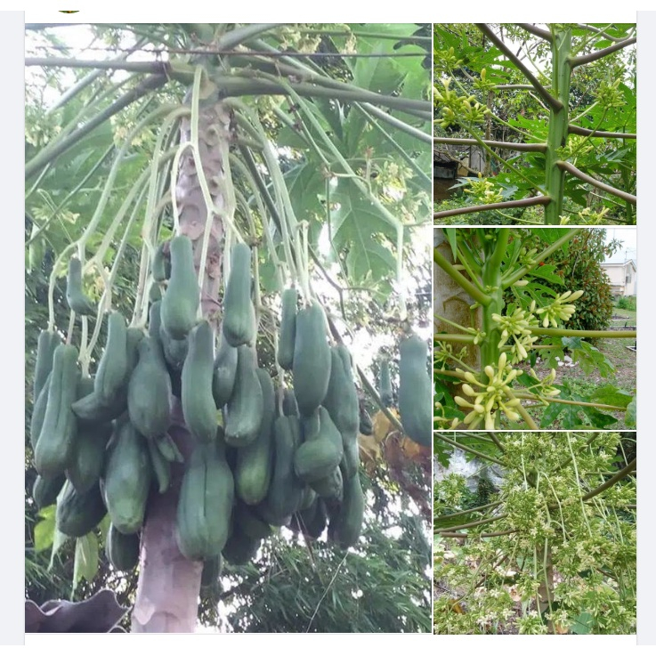 Bầu cây giống cây đu đủ đực siêu hoa chuẩn giống