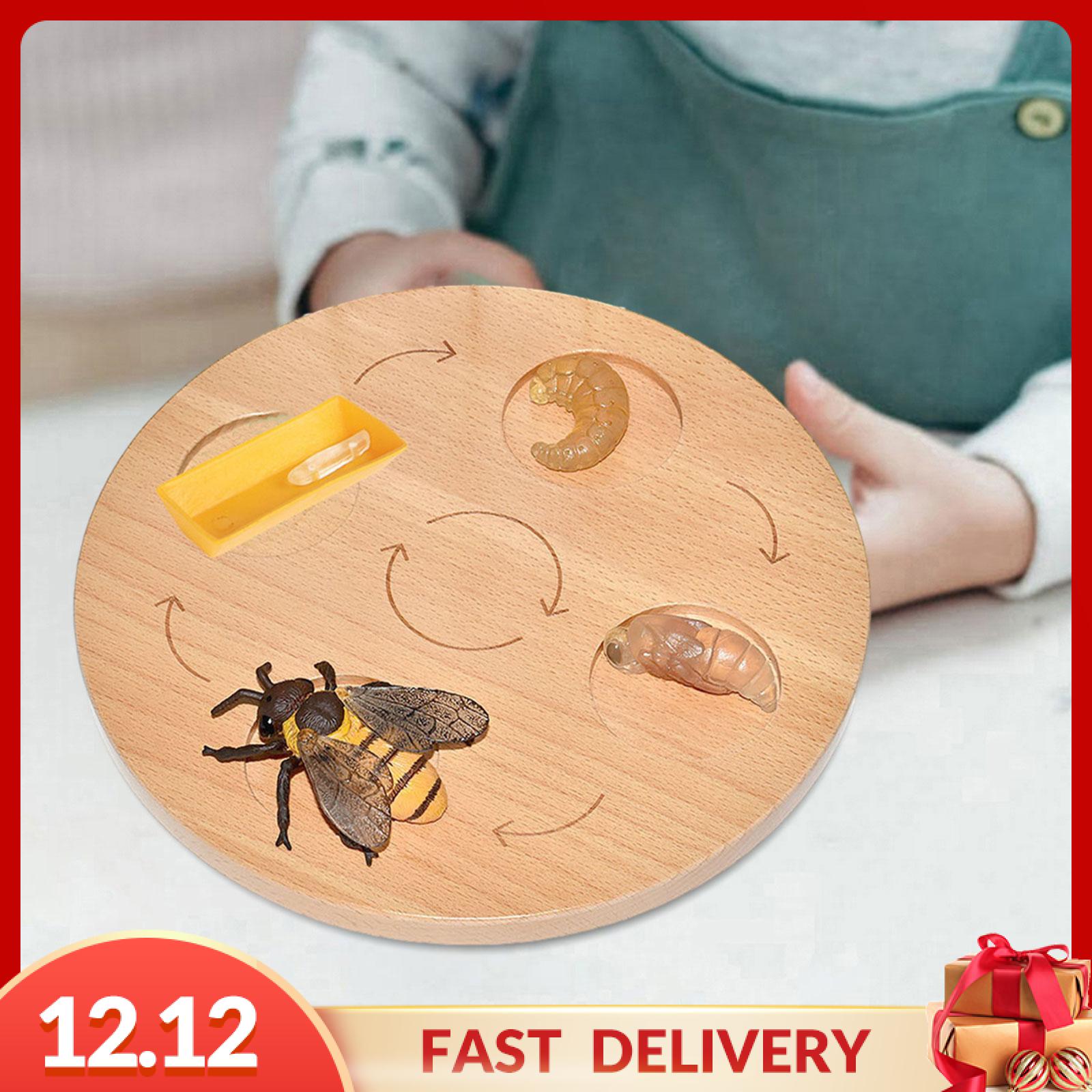 Gispark Life Cycle Board Early Learning Sensory Toy Birthday Gifts