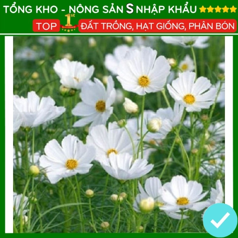 Hạt hoa sao nhái trắng siêu bông F1 dễ trồng dễ chăm sóc [300 hạt] - nongsans