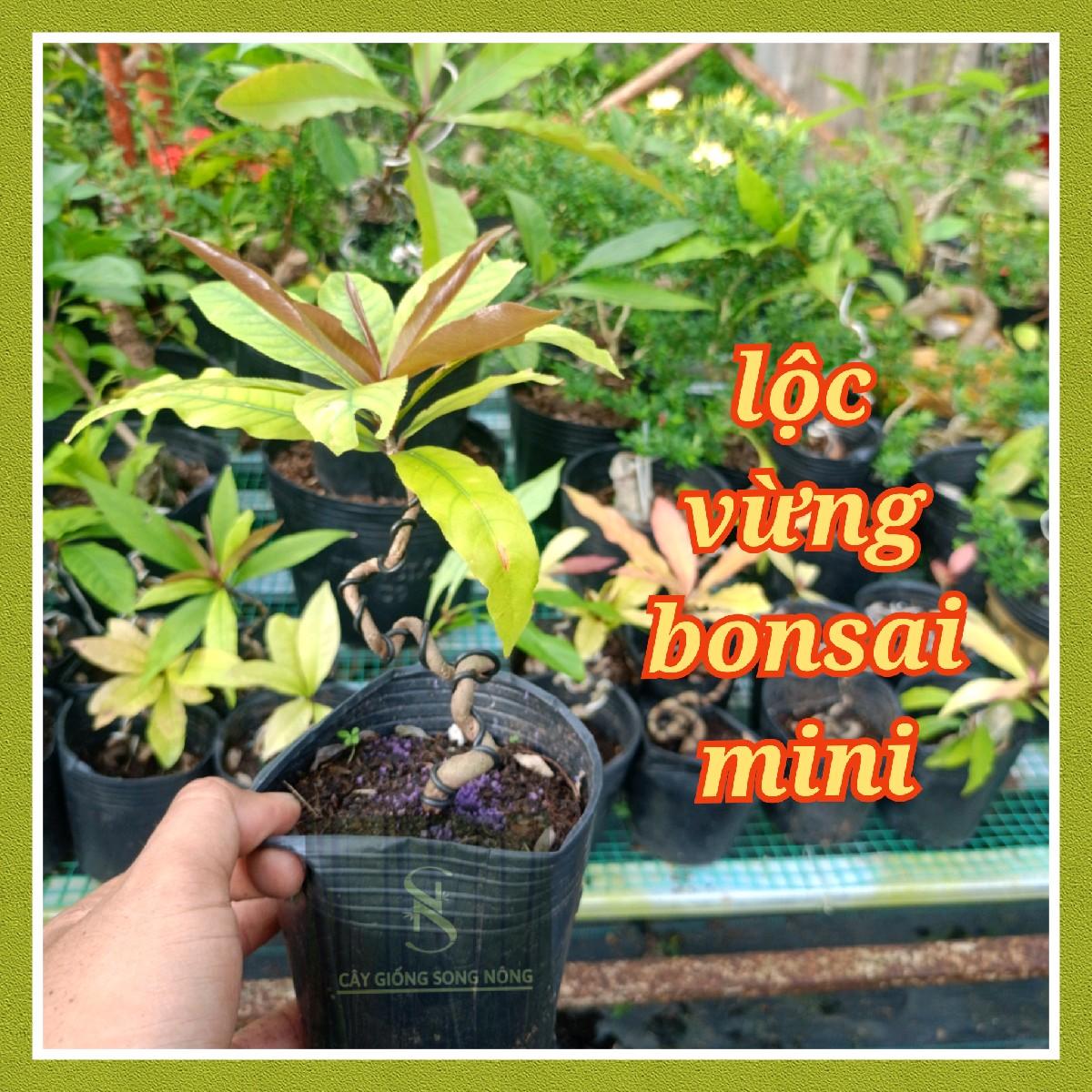 Lộc vừng bonsai mini - cây bonsai terarium - cây giống song nông