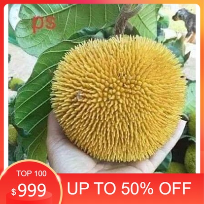 Cây giống mít ấn độ qủa nhỏ siêu thơm