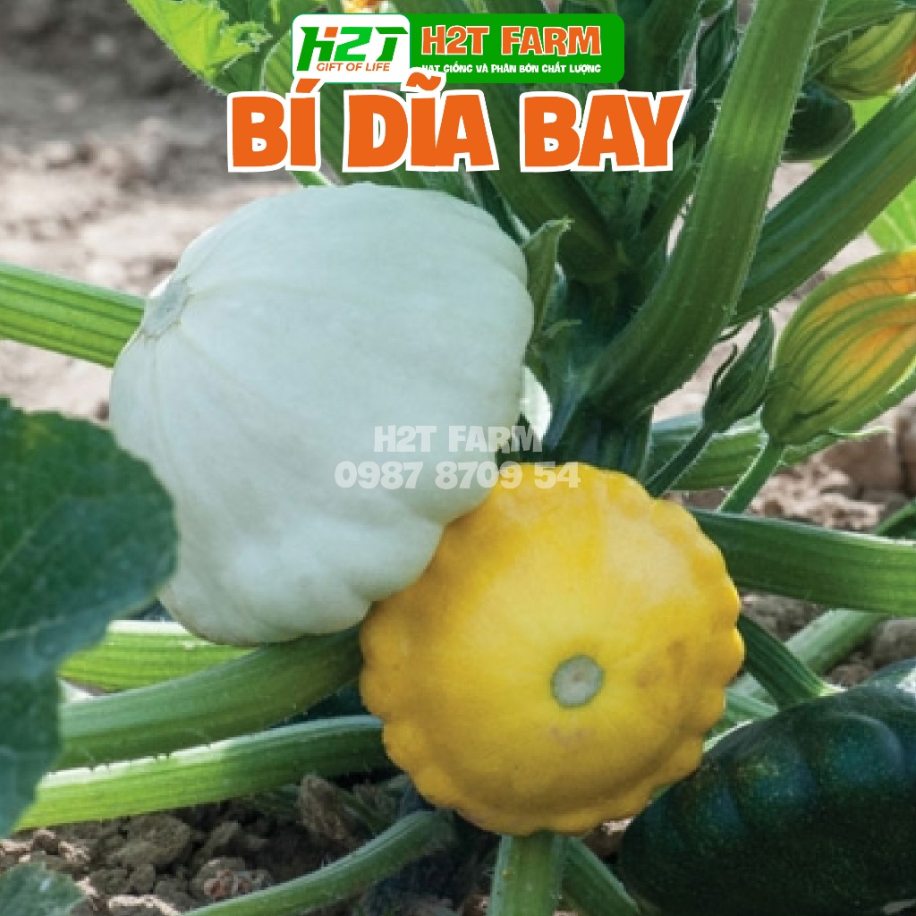 Hạt giống bí dĩa bay trắng - h2t farm