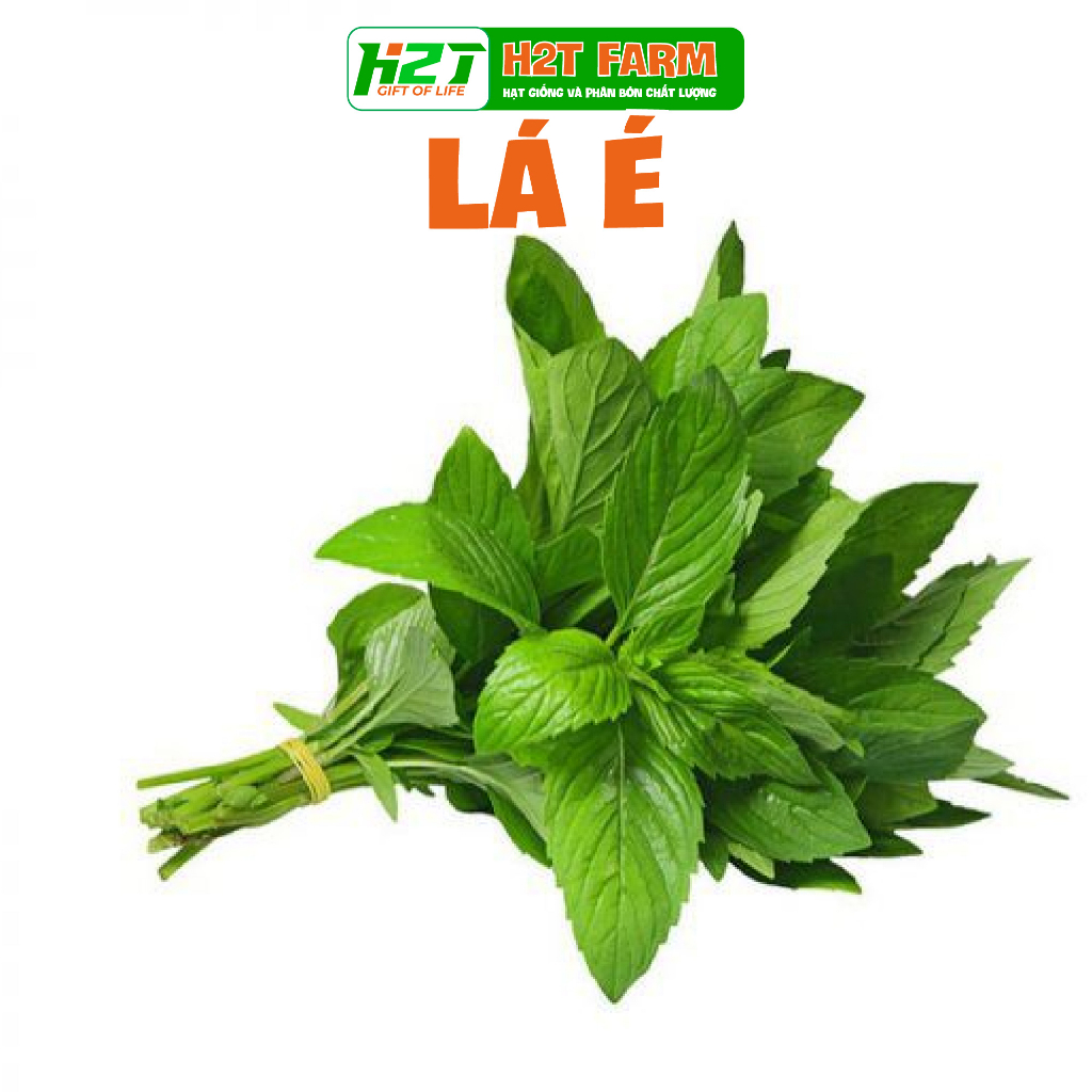 Hạt giống lá é - h2t farm