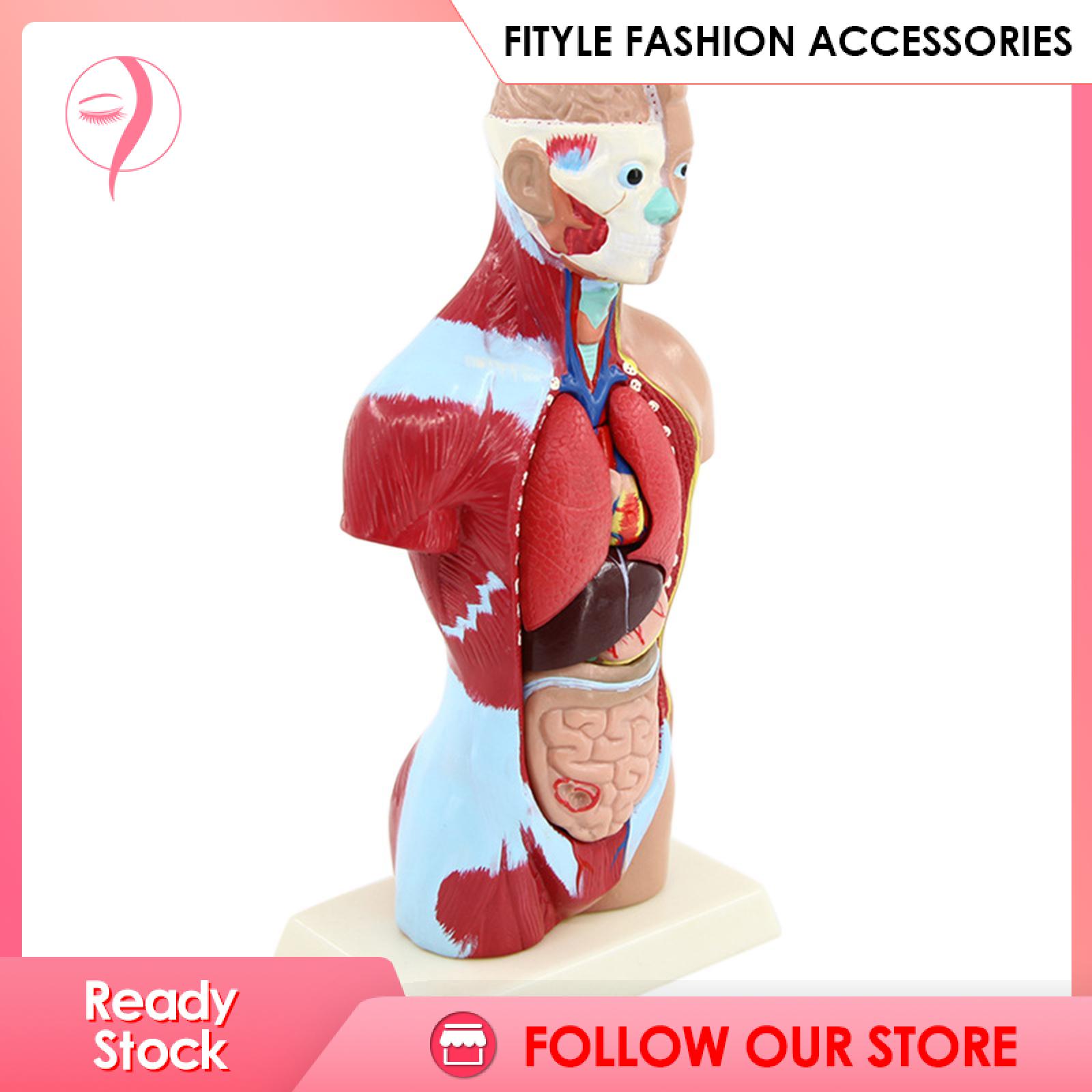 Human torso model playset teaching anatomy organs model school educational Human torso model playset teaching anatomy organs model school educational