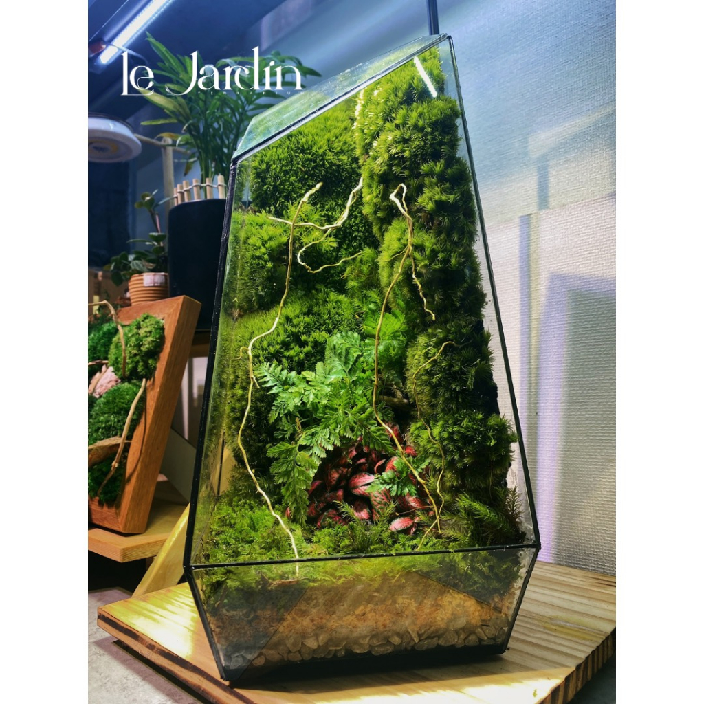 Mẫu Terrarium đẹp Terrarium miniTerarium đa giác combo setup Terrarium Terrarium setup sẵn (bao gồm 