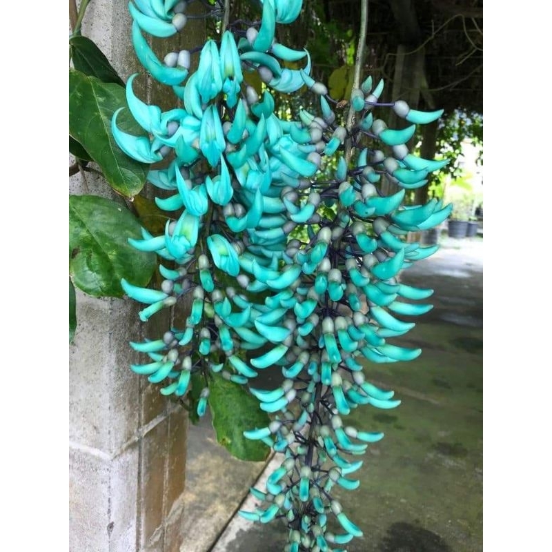 Cây hoa leo móng cọp xanh
