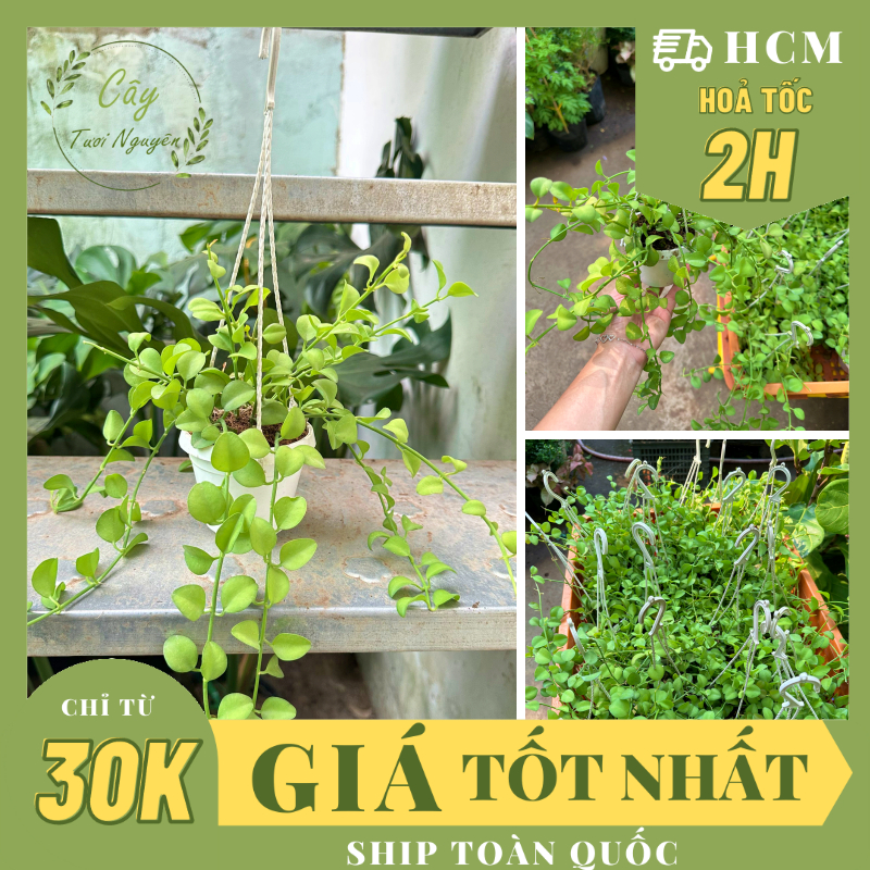 Cây lan đô la , , cây cảnh decor, cây trang trí nhà nội thất, khoẻ đẹp, giá rẻ