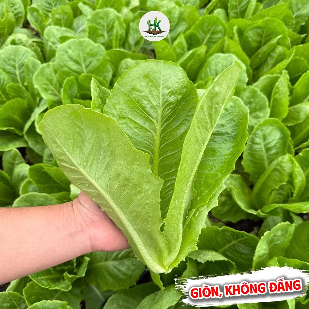 Hạt giống Xà Lách Romaine [GÓI 1000 HẠT] giàu dinh dưỡng, ăn ngọt, dễ trồng, sinh trưởng khỏe, trồng quanh năm - HK Seeds