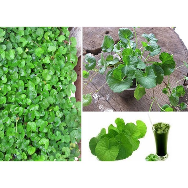cây giống rau má ta lá nhỏ ươm vỉ