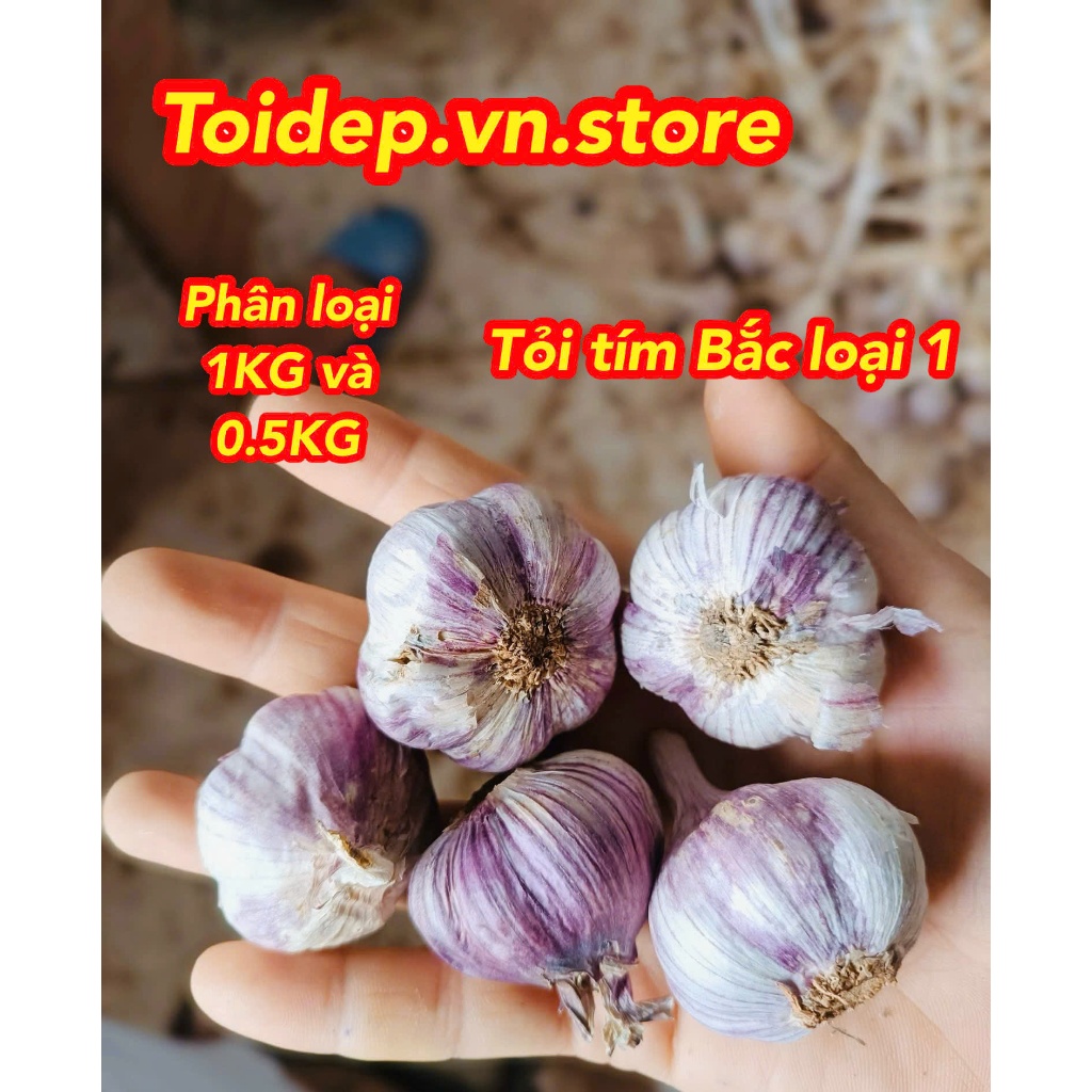 TỎI TÍM BẮC LOẠI 1 CỦ TO THƠM NGON CHẤT LƯỢNG CHUẨN ORGANIC,TỎI,GỪNG,HÀNH TÍM LÝ SƠN,TỎI TÍM