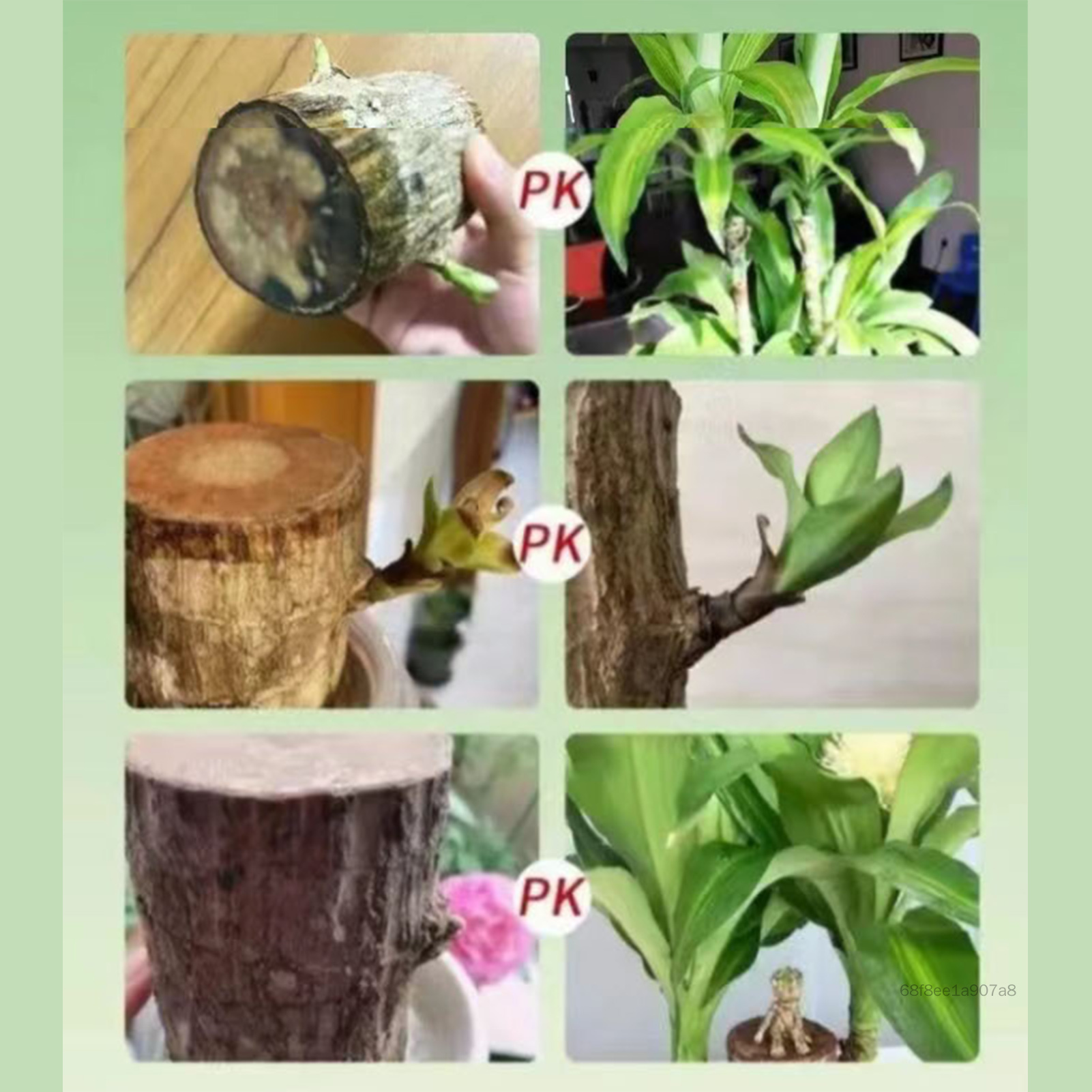 สารละลายธาตุอาหารไม้บราซิล Hydroponic ง่ายต่อการดูดซับปุ๋ยของเหลวไม้สำหรับดอกไม้ที่กำลังเติบโตแบบ Hydroponic Grow สารอาหาร TF-Ret-TH ราคา 60 บาท*ส่งฟรี