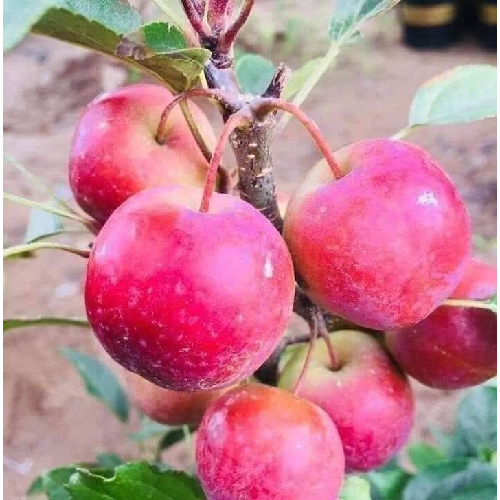 Cây giống Táo Đỏ Đá Hà Giang và Táo đỏ ruột đỏ