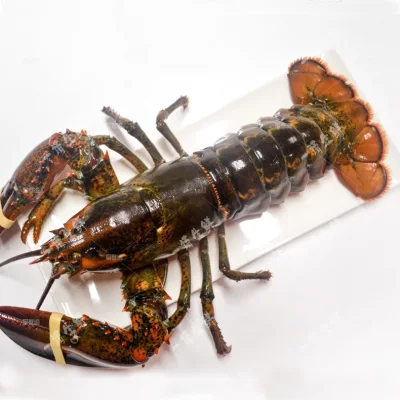 Live Boston Lobster (500-600g)