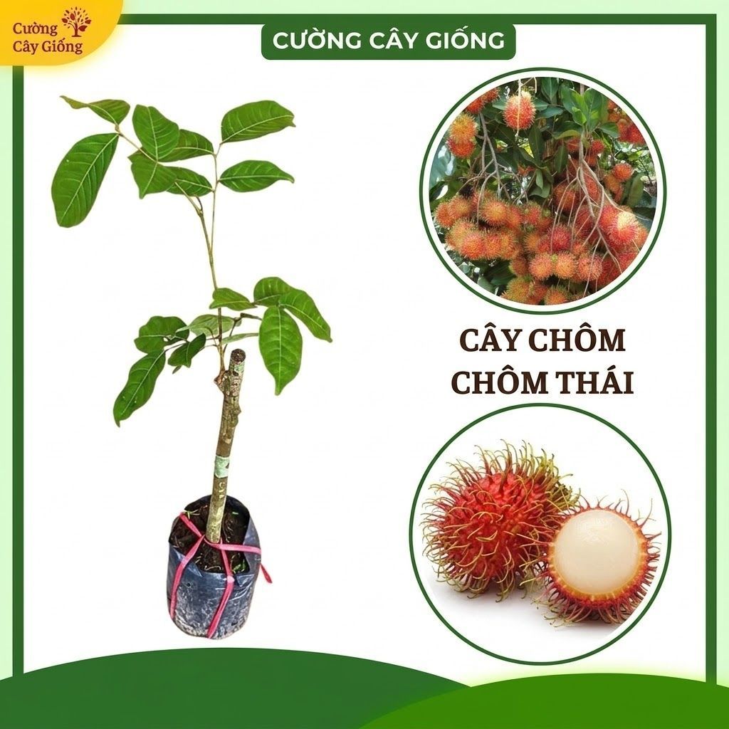 Cây Giống Chôm Chôm Thái Tróc Hạt Cơm Dày - Dòng Ghép F1 Siêu Khỏe