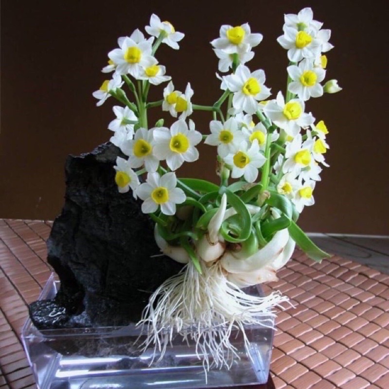 Củ hoa thủy tiên nước HOA Tết - Giống Hoa Cảnh Nhập Khẩu