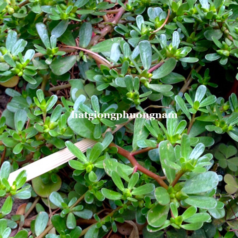 1gr - hạt giống rau sam
