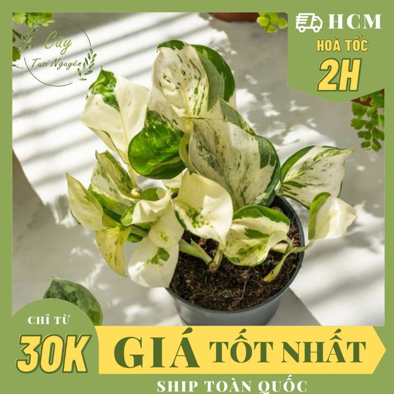 Cây cây trầu bà ngọc bích , , cây cảnh decor, cây trang trí nhà khoẻ đẹp rẻ, cây tươi nguyên
