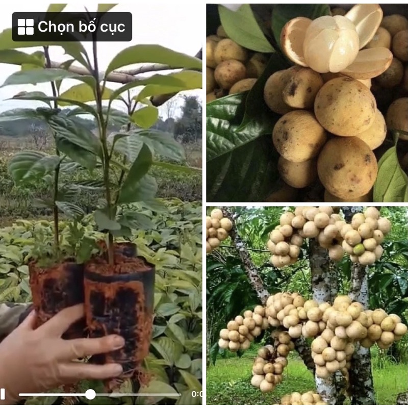 Cây giống bòn bon thái- cây cao 50-65cm