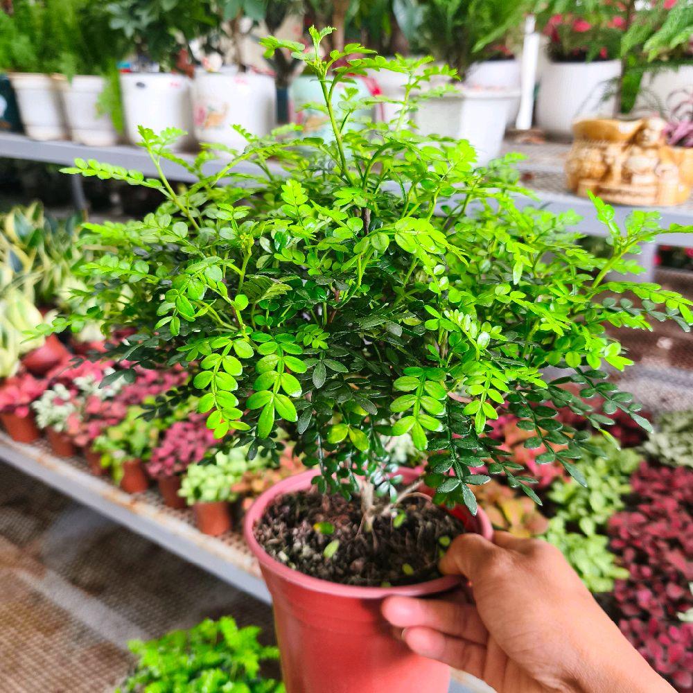 Chậu cây Thanh Hương Mộc - hương thơm thanh mát