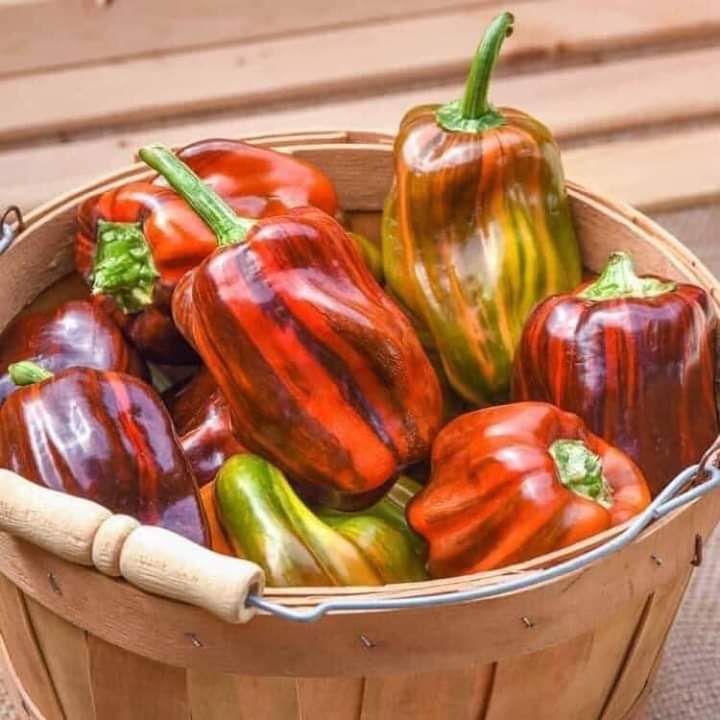 Bầu cây giống ổn định ớt trái cây kẹo ngọt Candy lùn quả sọc lá cẩm thạch ăn ngon giòn ngọt cảnh cực