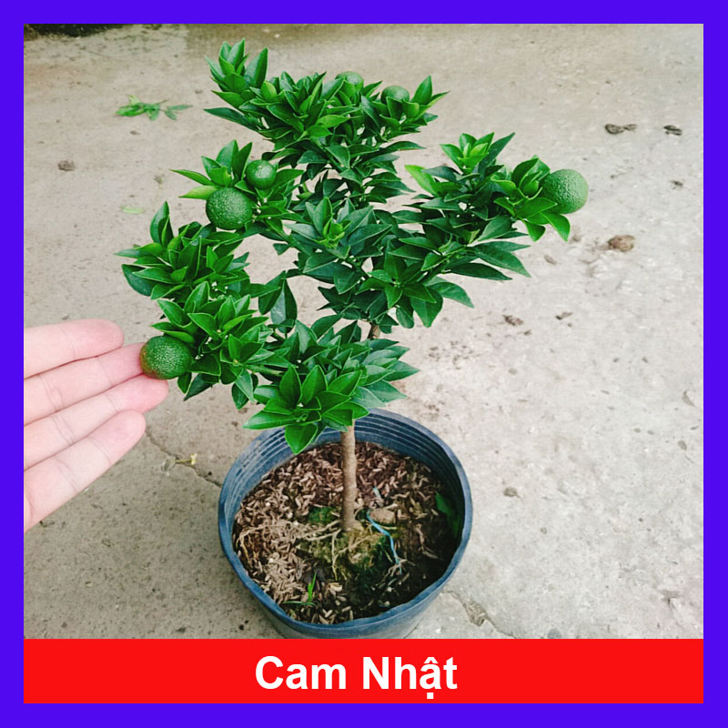 Cây Cam Nhật - cam ngọt siêu trái, cây đang cho trái, cây giao như video - Cây Giống Tốt