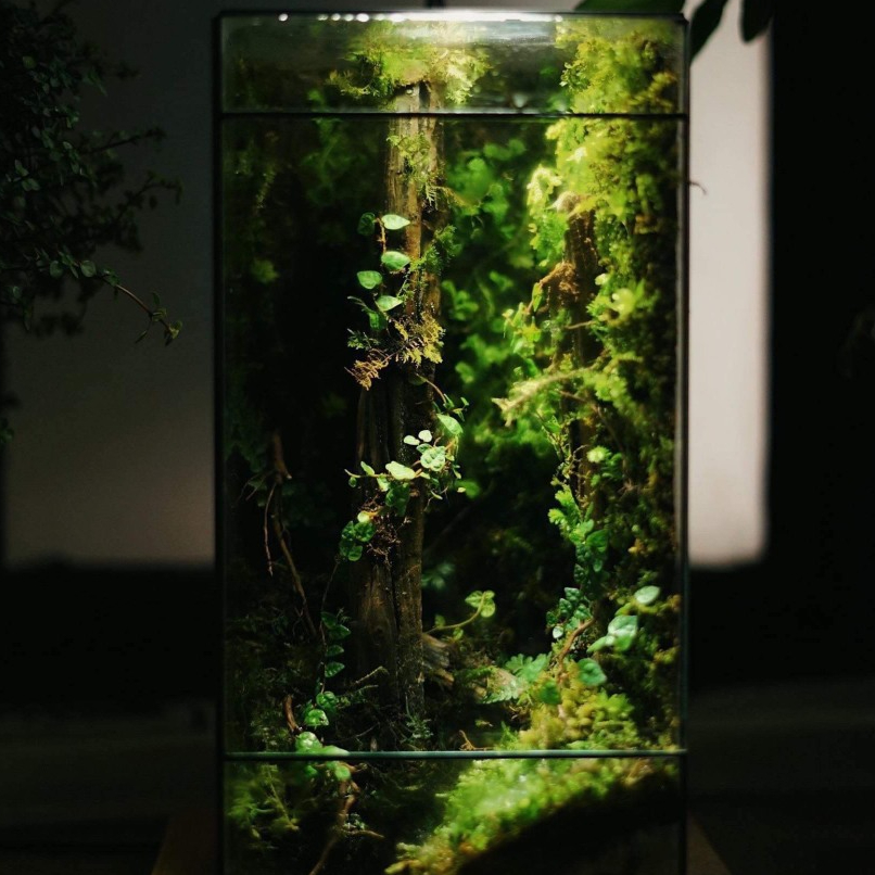 Mẫu Terrarium đẹp Terrarium miniTerarium đa giác combo setup Terrarium Terrarium setup sẵn(bao gồm đ