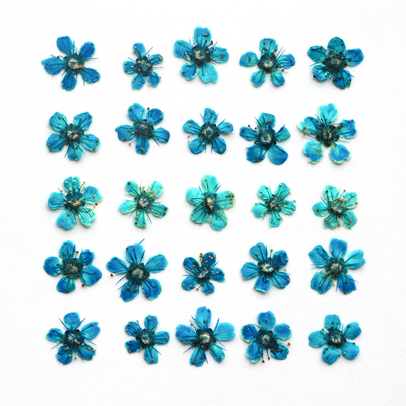 【Deal of the day】 0.5-1cm/12pcs Pressed Mini Dyed Blue Pyracantha Flower Petals Dried Flower Diy Drop Glue Jewelry Phone Case Petal Makeup