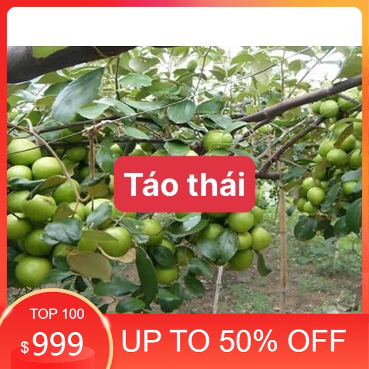 Cây giống táo thái siêu ngọt f1. 6 tháng cho quả