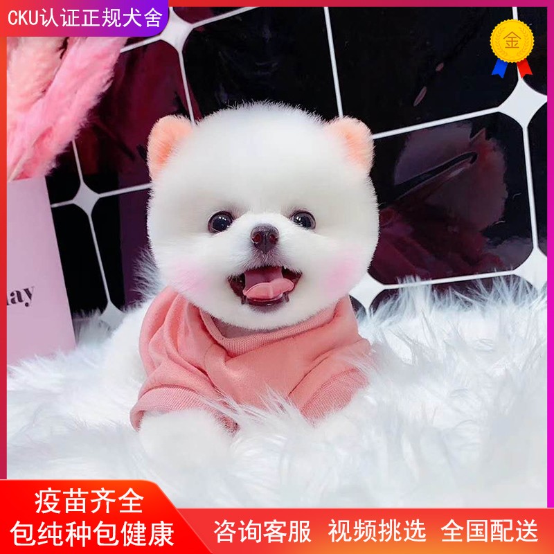 Teacup Pomeranian Puppies Purebred Small White Live Puppies For