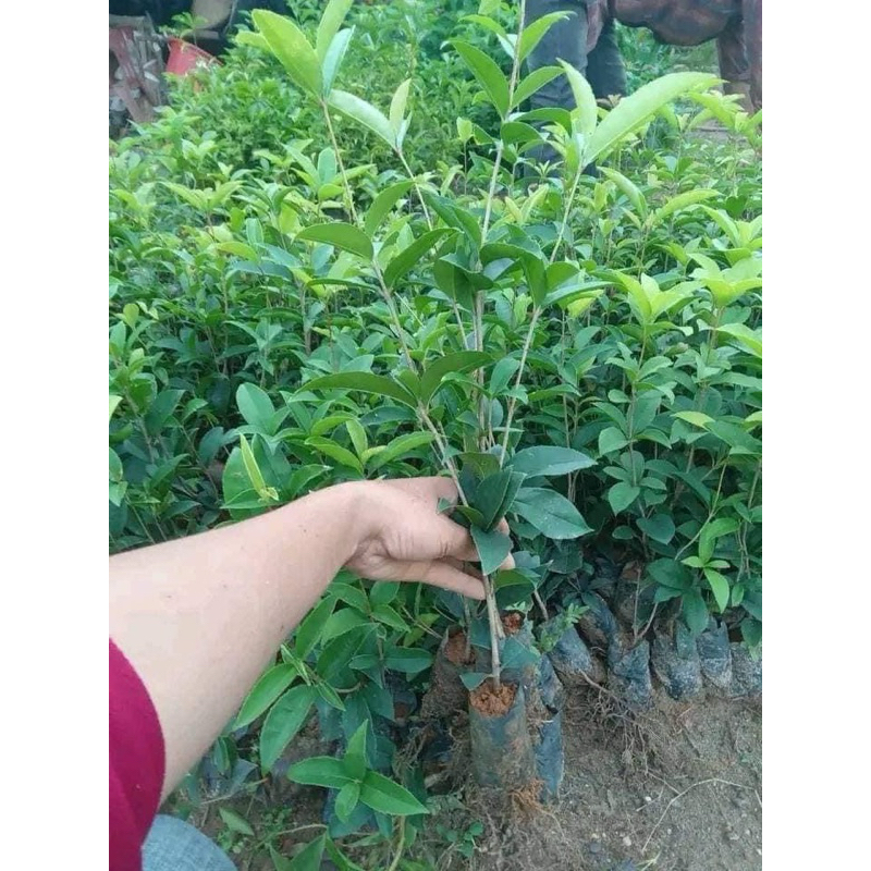 Cây giống mộc hương ta hoa vàng cao 30-40cm