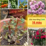 Gốc hoa hồng leo Pháp ( 16 màu - Khách tùy chọn ) - Siêu bông, chịu nhiệt tốt