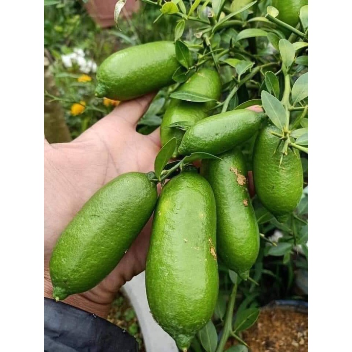 Cây giống chanh trứng cá hồi tặng kèm phân bón