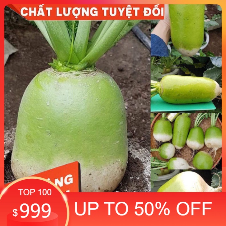 Củ cải hàn quốc siêu to khổng lồ