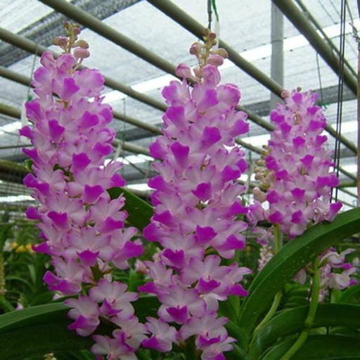 1 cây hoa lan hải yến