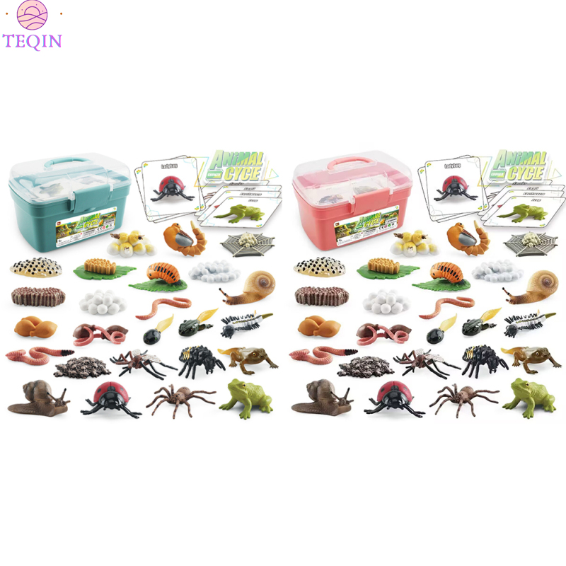 TEQIN IN stock Life Cycle Kit Toy Realistic Snail Frog Spider Animal Figurine Educational Toys For Kids Birthday Gifts