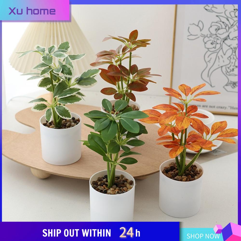 Shop Schefflera Plant at Best Prices for Your Needs | Lazada Singapore
