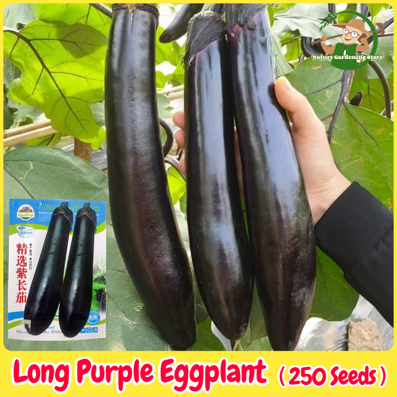 เมล็ดพันธุ์มะเขือยาว ประมาณ 250เมล็ด Purple Eggplant Seed Organic Vegetable Seeds for Planting เมล็ดมะเขือยาวสีม่วง มะเขือยาวญี่ปุ่น เมล็ดพันธุ์ OP แท้ ผักสวนครัว ผักออร์แกนิก F1 เมล็ดพันธุ์ผัก เมล็ดพันธุ์พืช พันธุ์ผัก เมล็ดผัก เมล็ดงอกสูง ปลูกได้ตลอดปี ราคา 38 บาท*ส่งฟรี