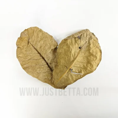 KTP Leaves - Ketapang / Indian Almond Leaves as Nature’s Water Conditioner