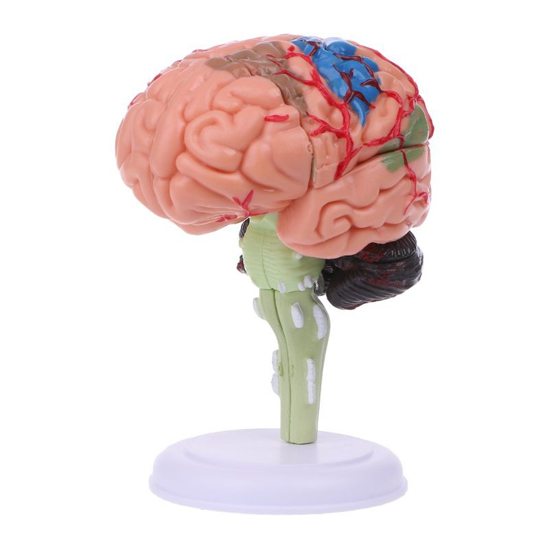 Mô hình bộ não người 4D dùng trong giảng dạy độc đáo